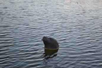 Local Wildlife - Fake Harbour Seal