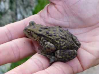 Denmarks protected Green Toad